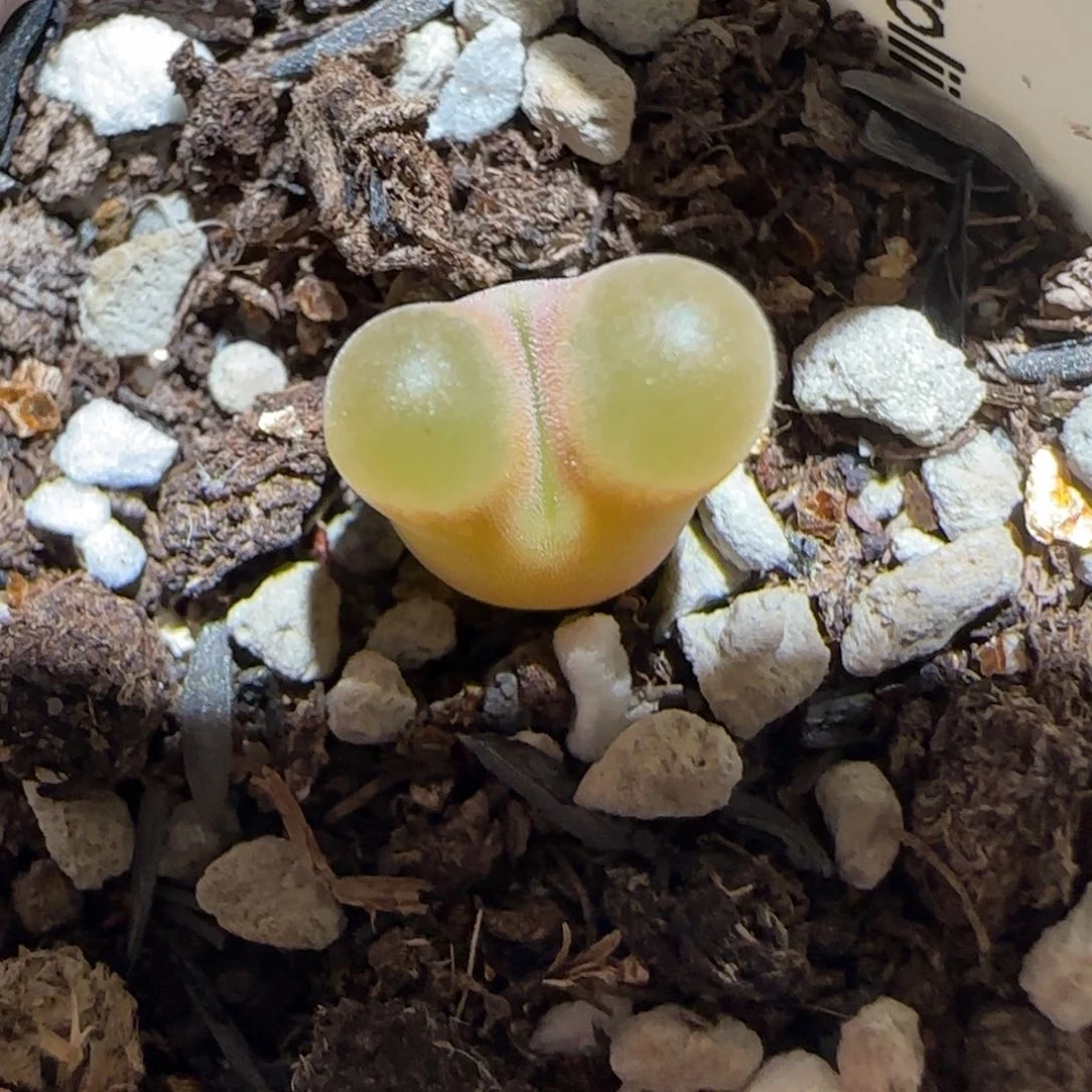 肉锥多肉植物百科-磁铁1625