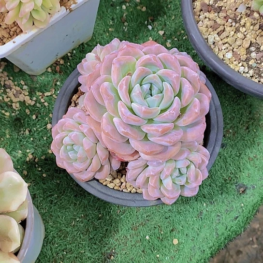 ?****冰玉多肉植物群