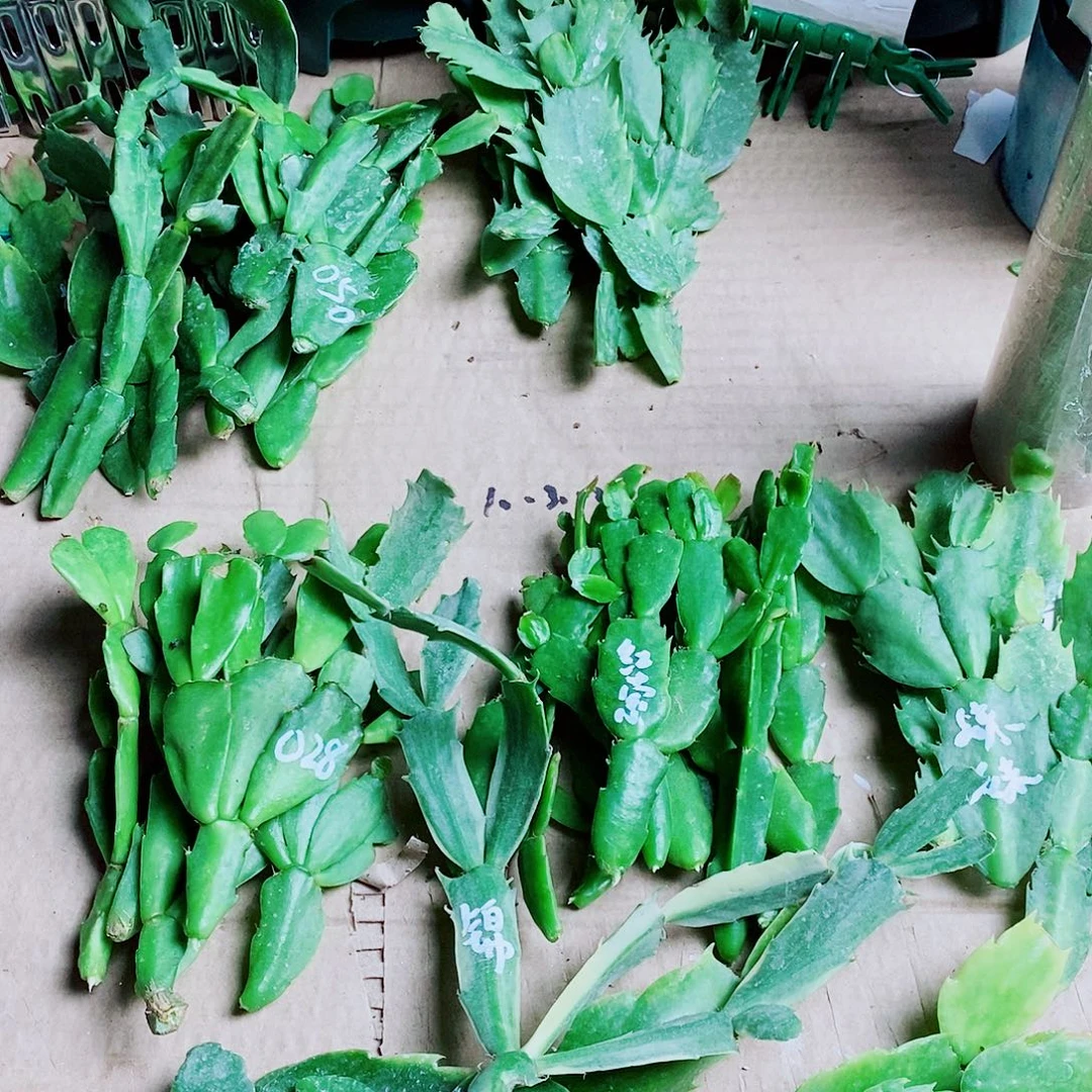 群***巔无花朵叶片福利一物一拍