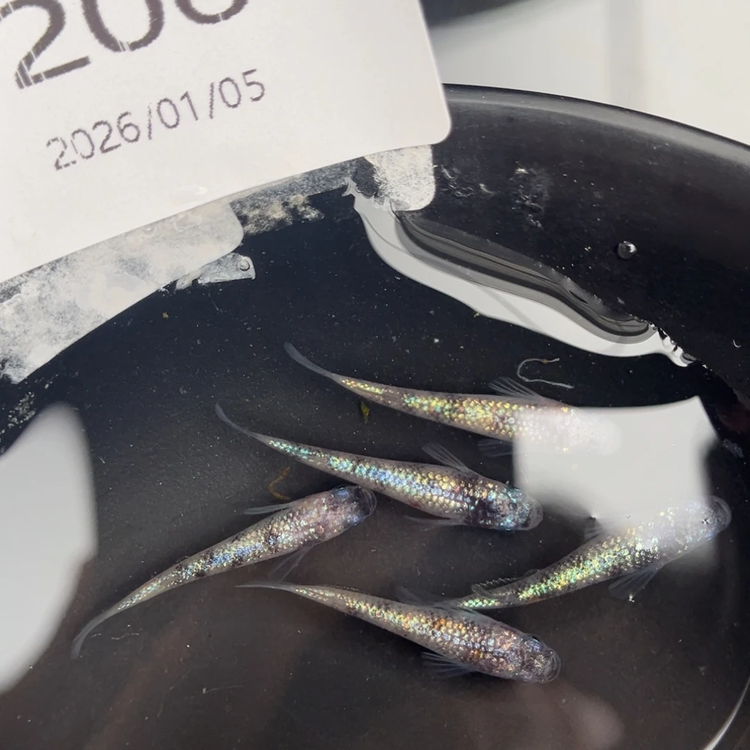 青鳉鱼206月华海王星五尾