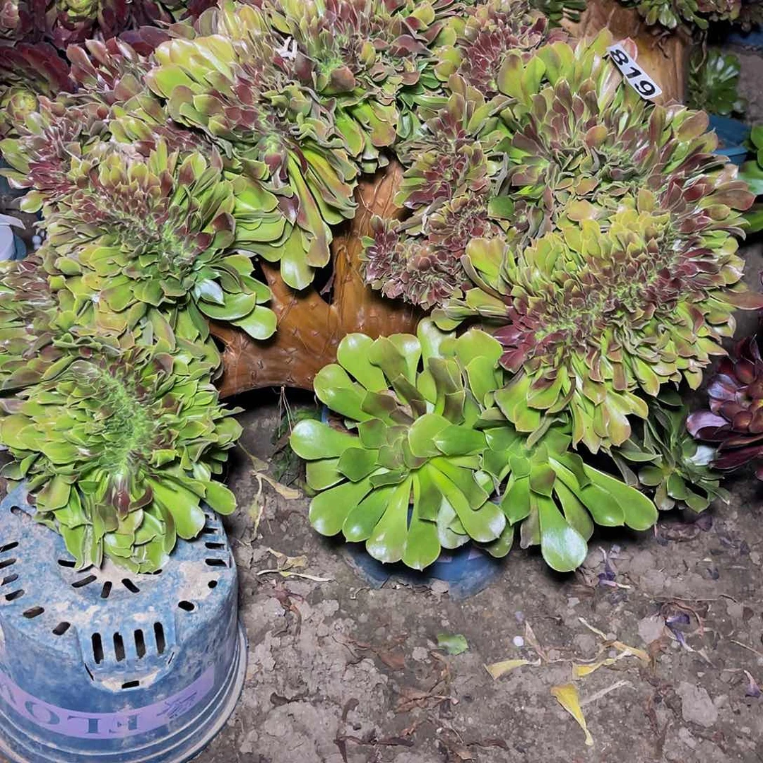 玫瑰法师13//24包邮法师