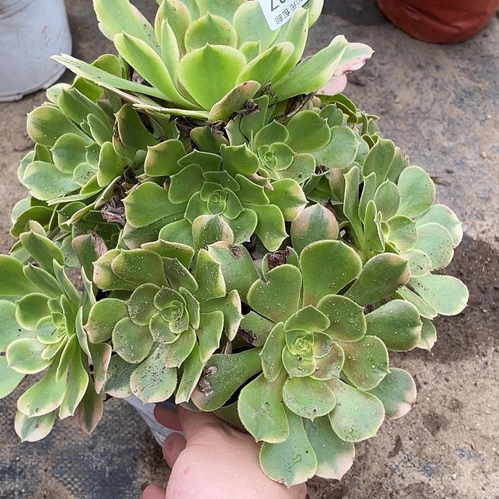 427香妃多肉植物福利