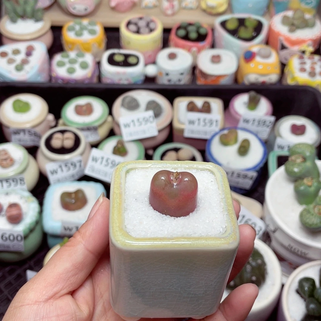 w1608 -零下地区拍保温箱-15支持寄养