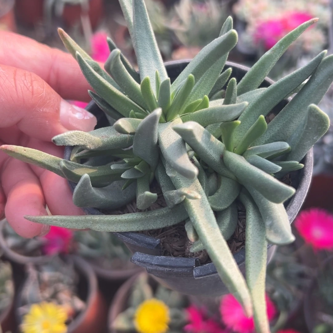 多肉植物奔龙黄花