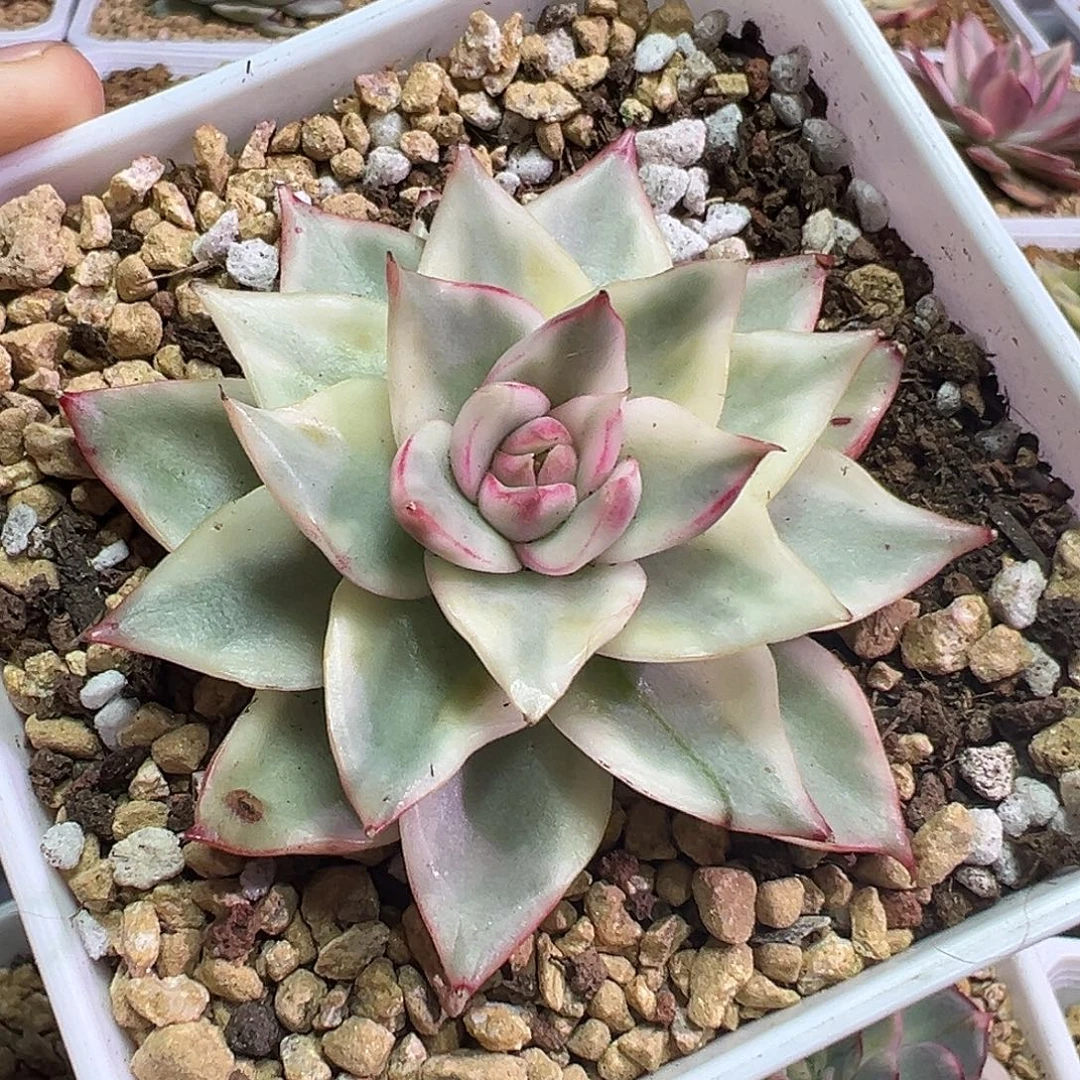 吉赛尔锦多肉植物