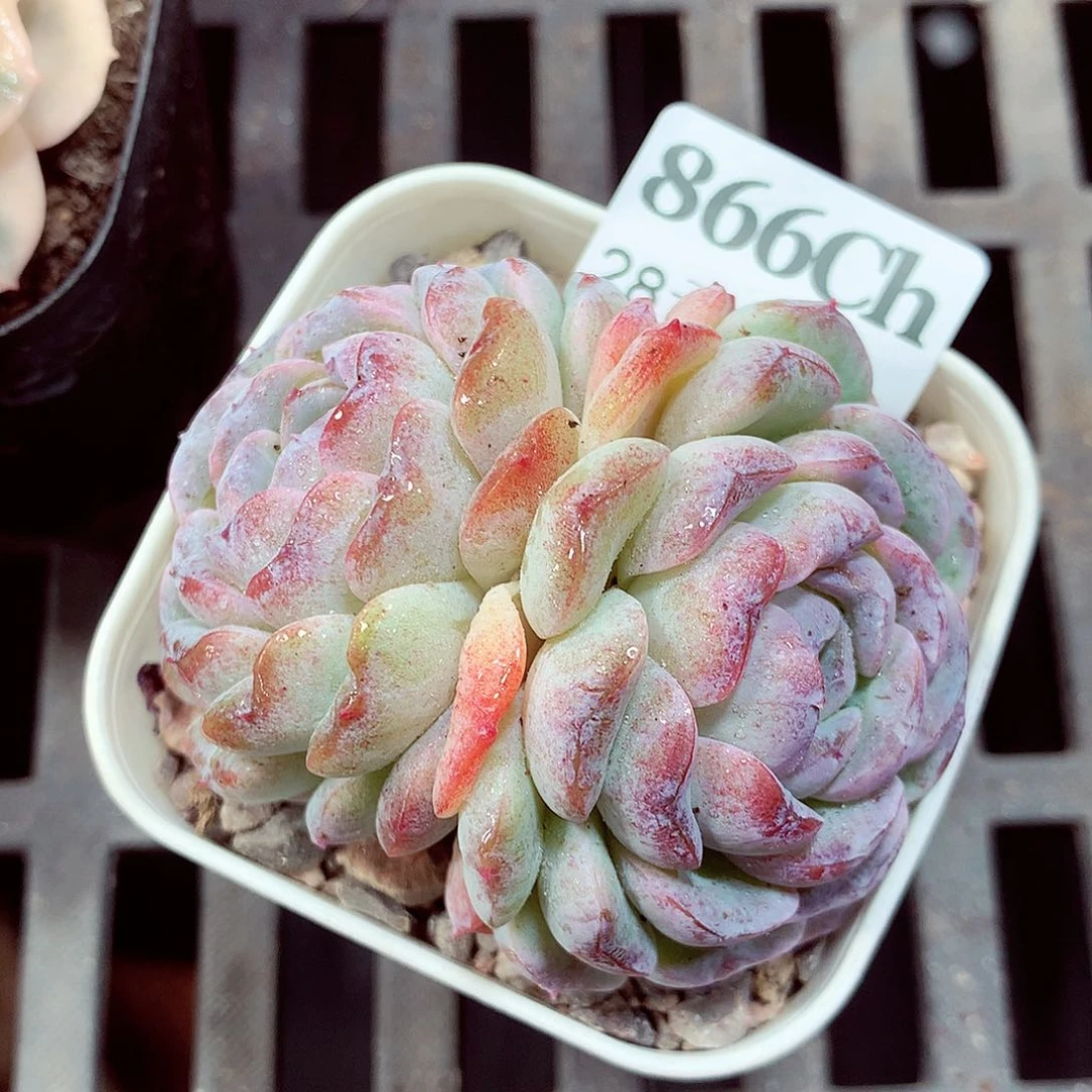 5厘米盆精控多肉866