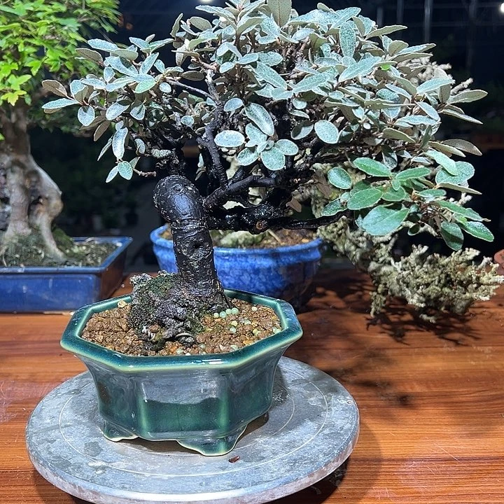 科***邦无花朵日本进口糊涂账