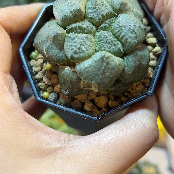 晚22号根芽光面连山5.5公分带盆