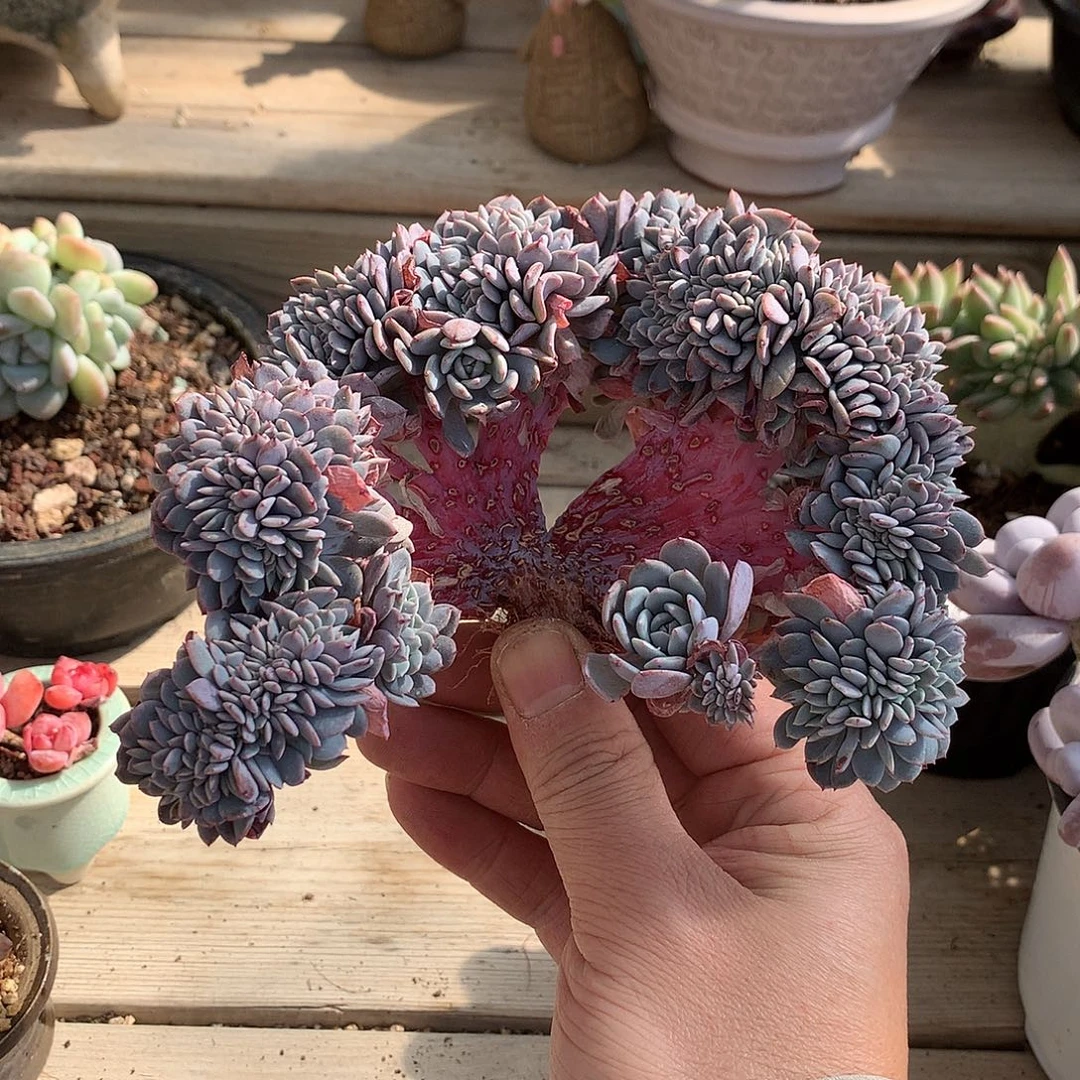 韩版海棠花缀化一颗15厘米