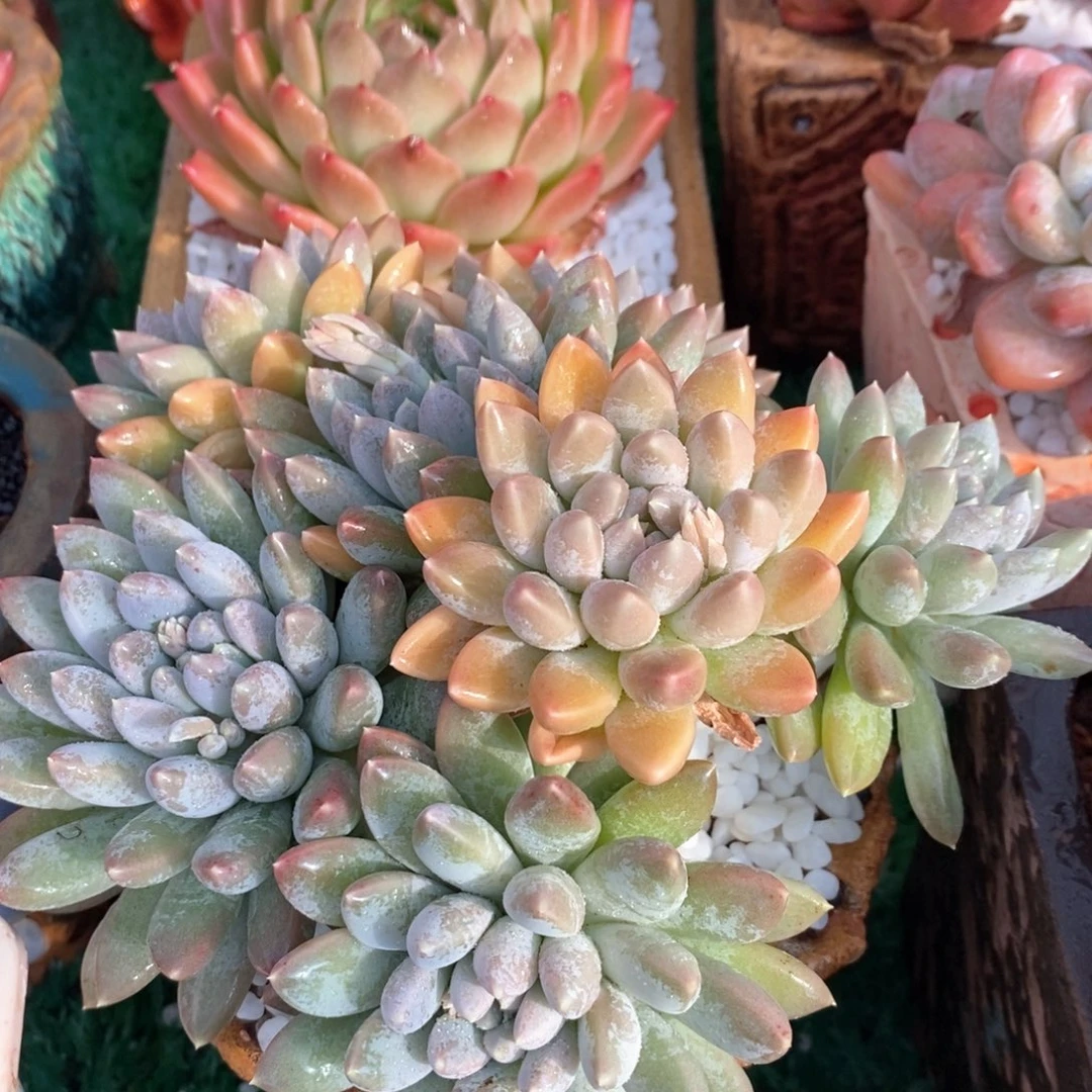 冰淇淋美人多肉植物盆栽