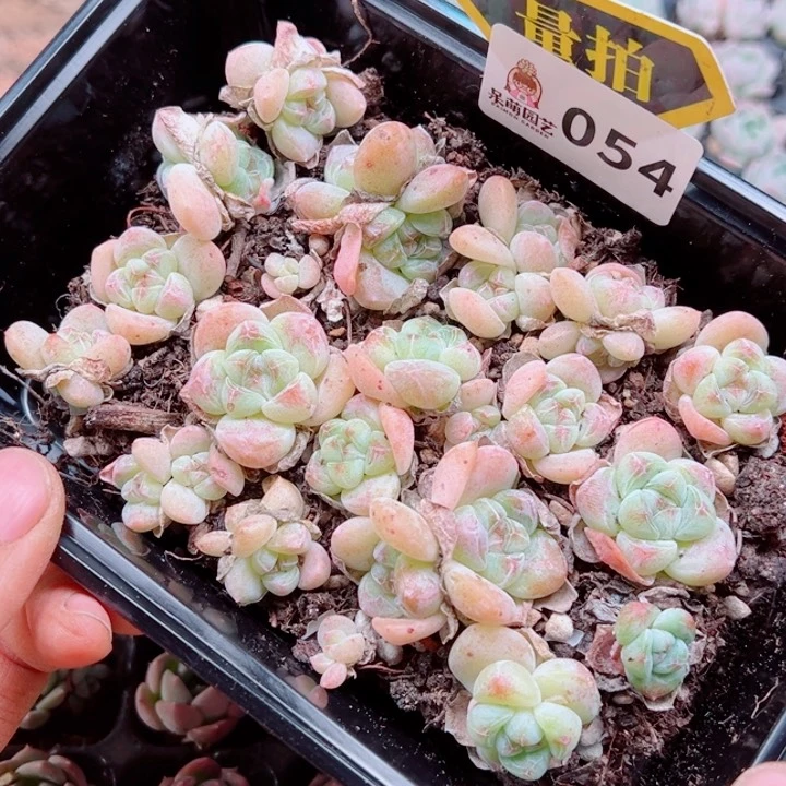 多肉植物多肉植物