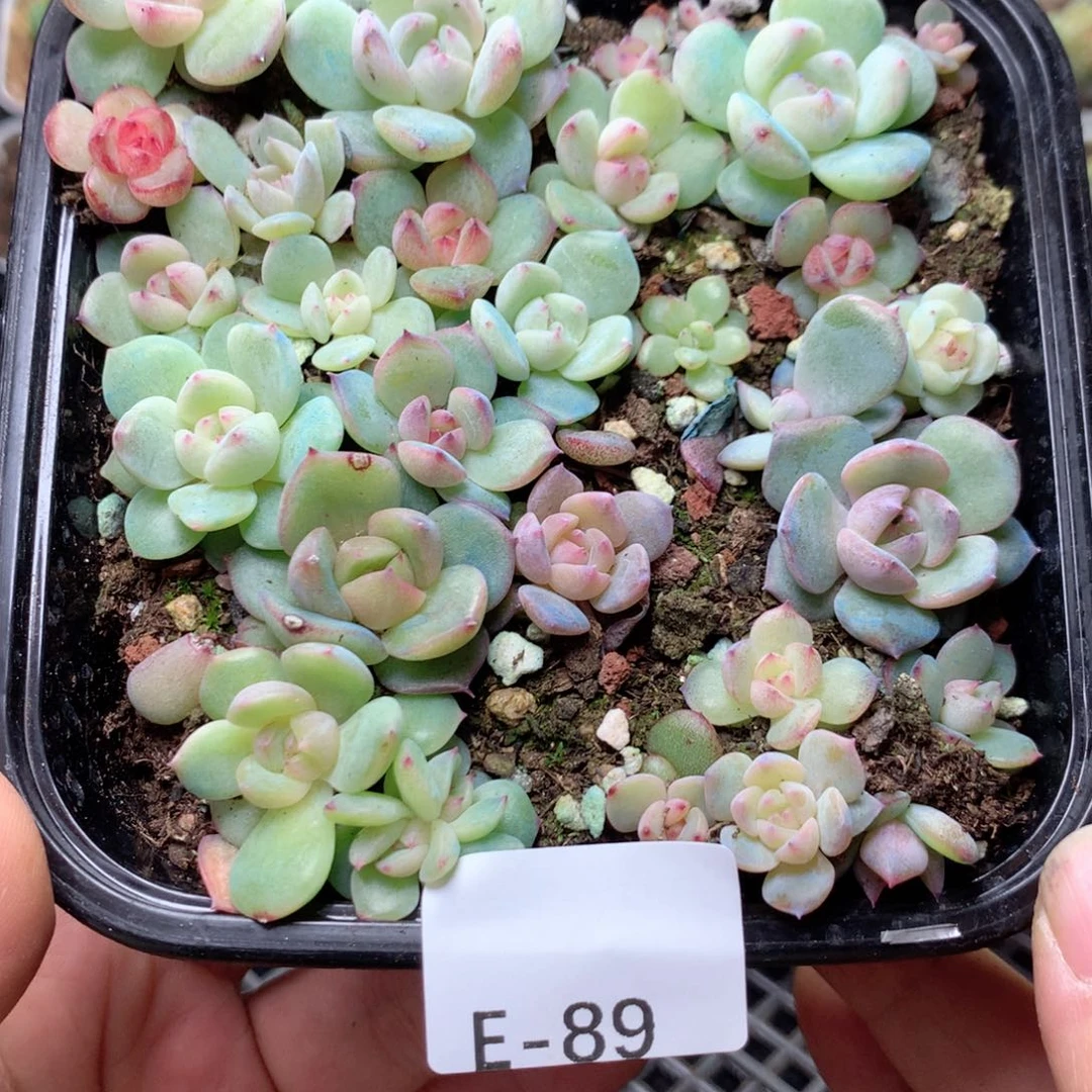 无花朵E89英语英语