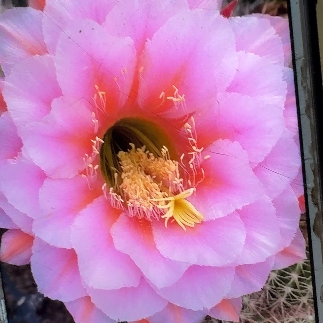 花季少女侧芽5公分毛花柱仙人球