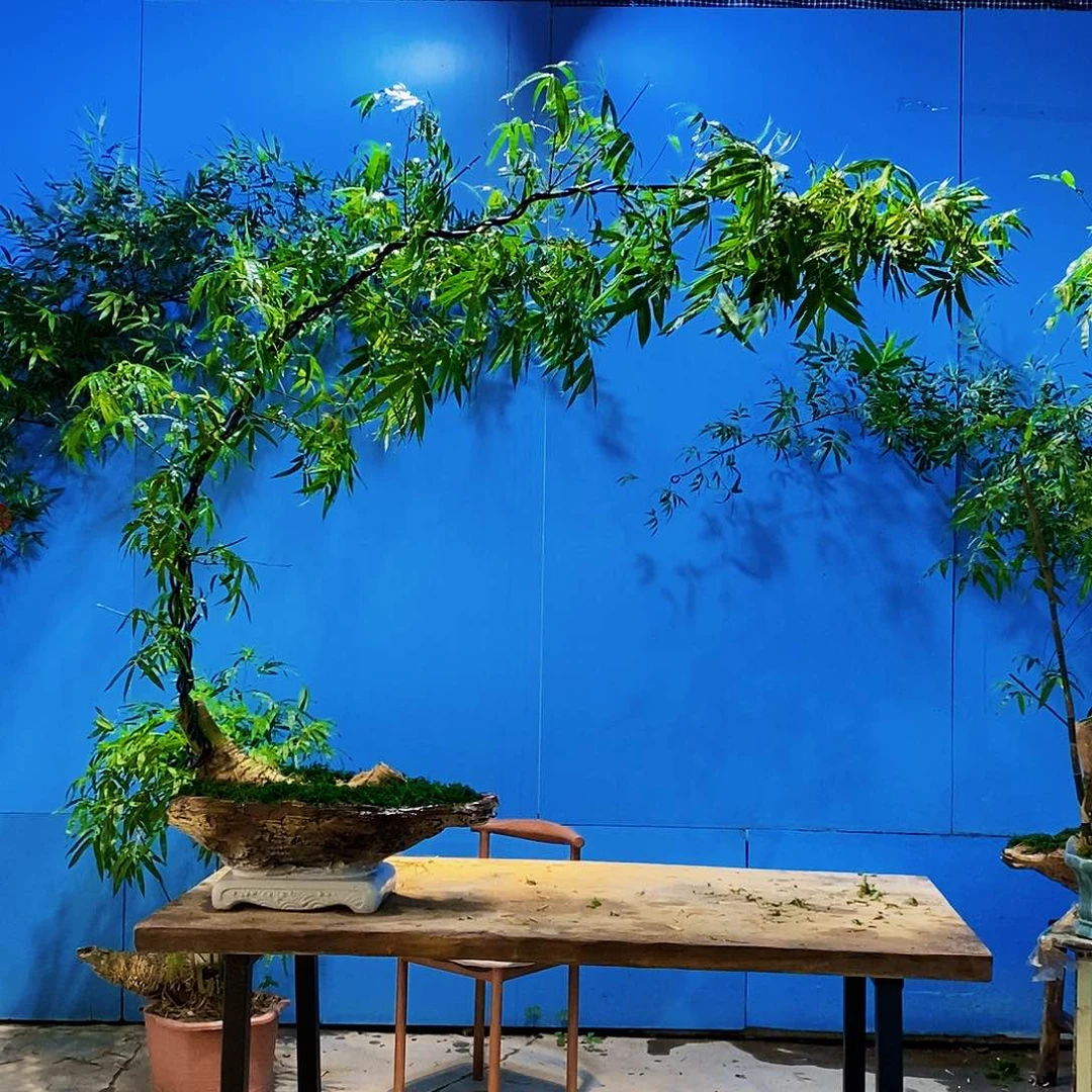 一***生无花朵小叶簕竹一物一拍