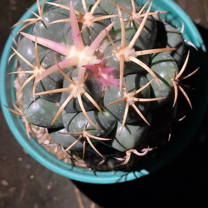 龟*人孤品实生顶级肥尤淡粉刺大尤安仔象芽8.8cm