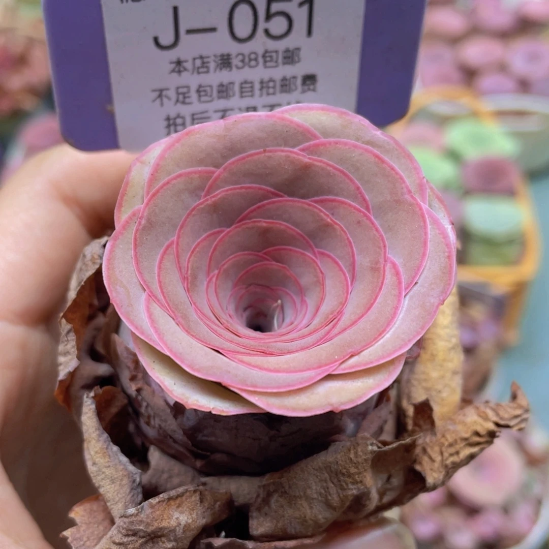 山地玫瑰J051裸根发货不售后