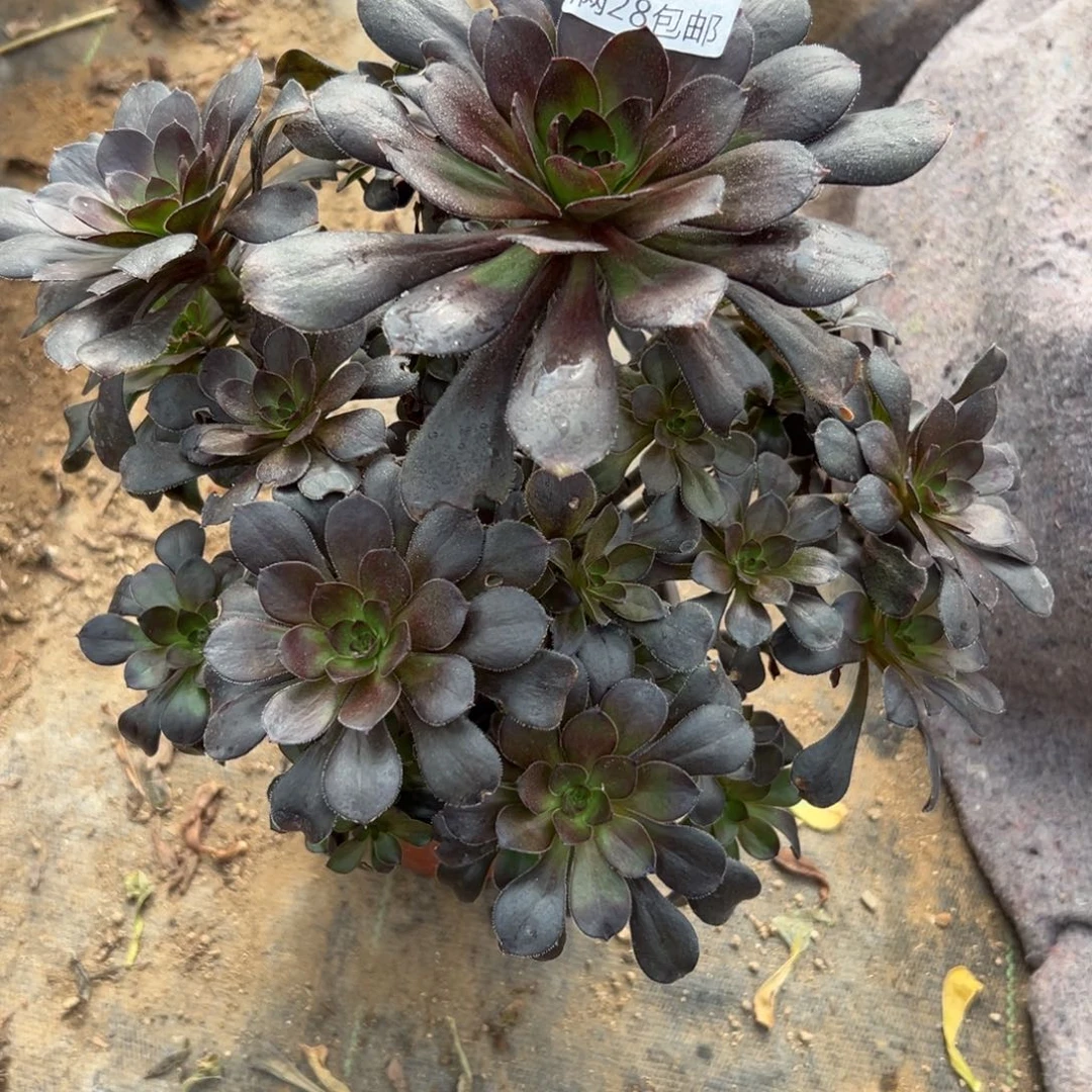 760多肉  原叶灰