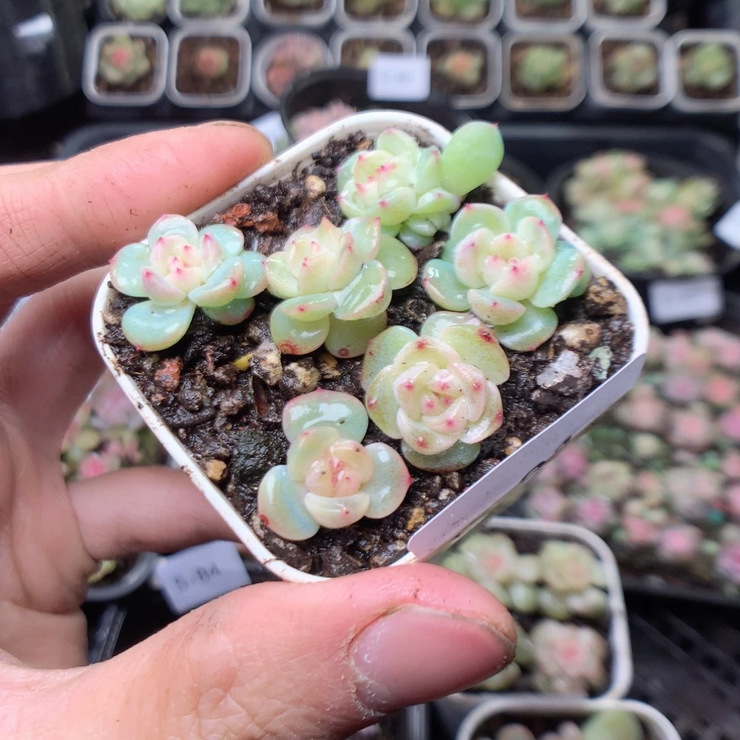 无花朵S91。甜心混yyyyy