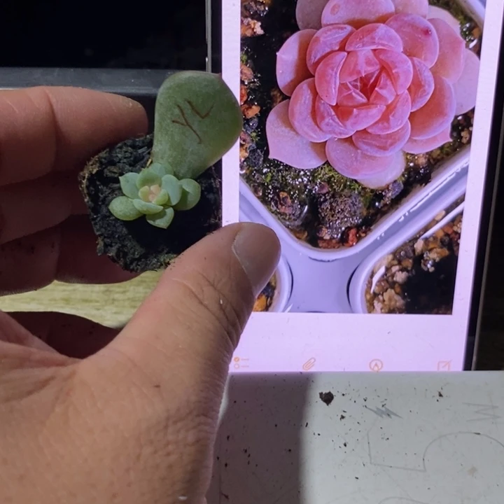 穴盘云岚芽苗一个