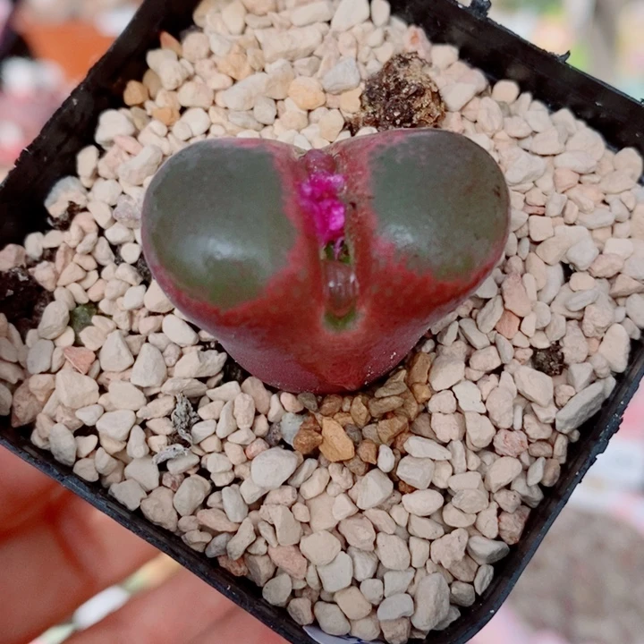 生石花花花花花花花300