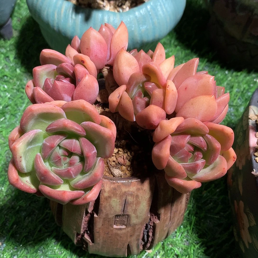 香槟朵朵缀13 公分一物一拍