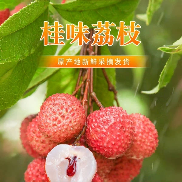 广东茂名高州头茬桂味新鲜现摘现发顺丰直达