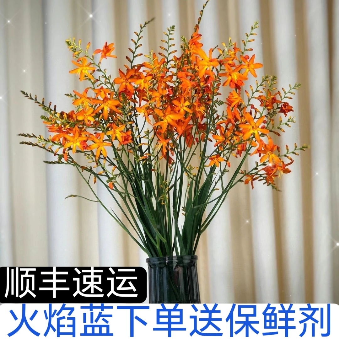 [优选]A级火焰兰鲜切花家庭瓶插花一件顺丰冷链包邮