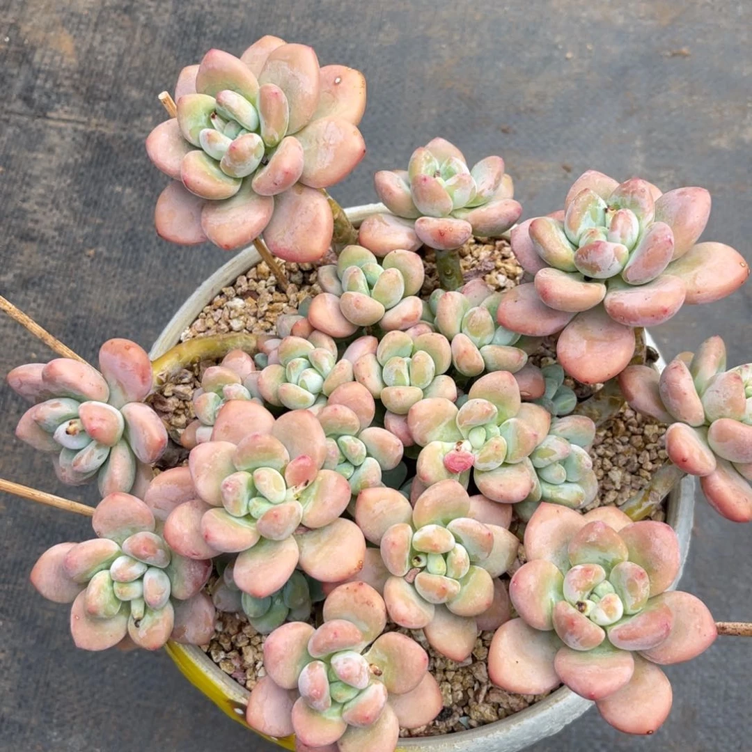 皮***?老桩洛神大群。寄养