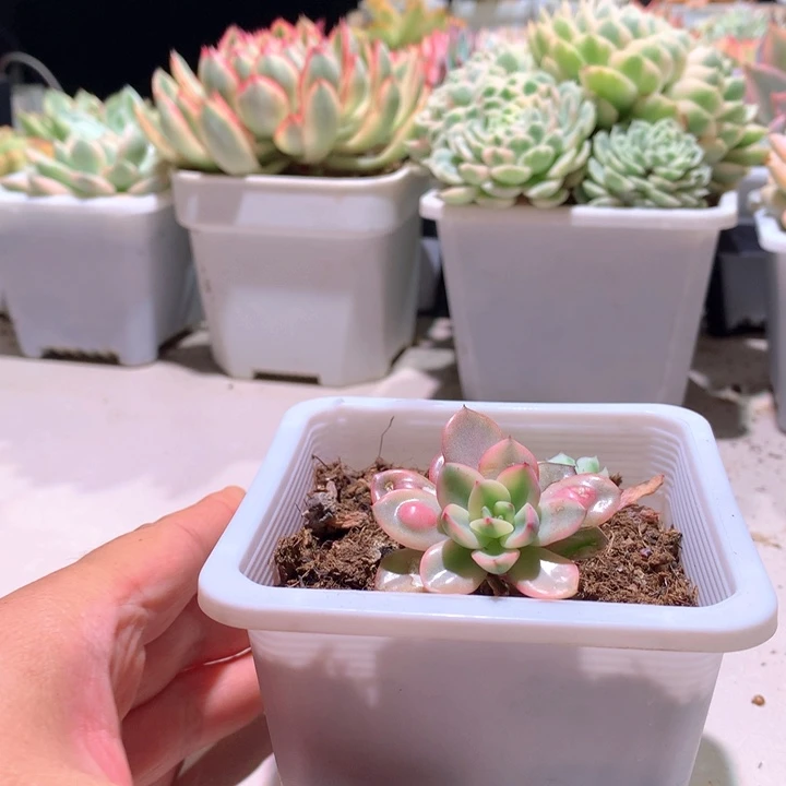 雨滴白覆轮锦老桩