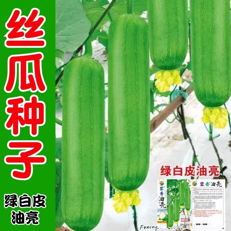 中晚熟油亮型丝瓜种子丝瓜种籽绿白皮油亮型丝瓜种子春秋蔬菜种子