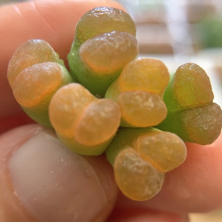 024特特特特 肉锥植物