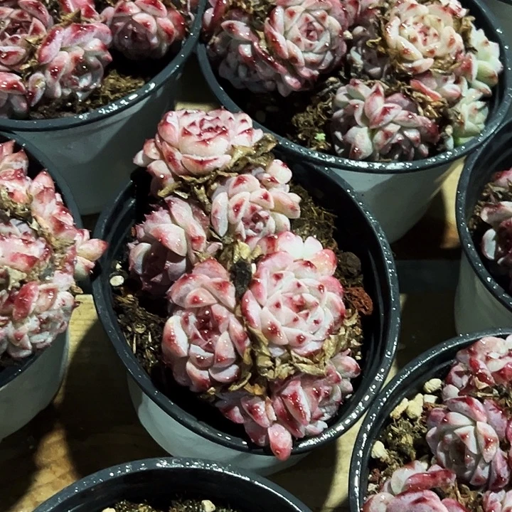 糖心            天鹅绒