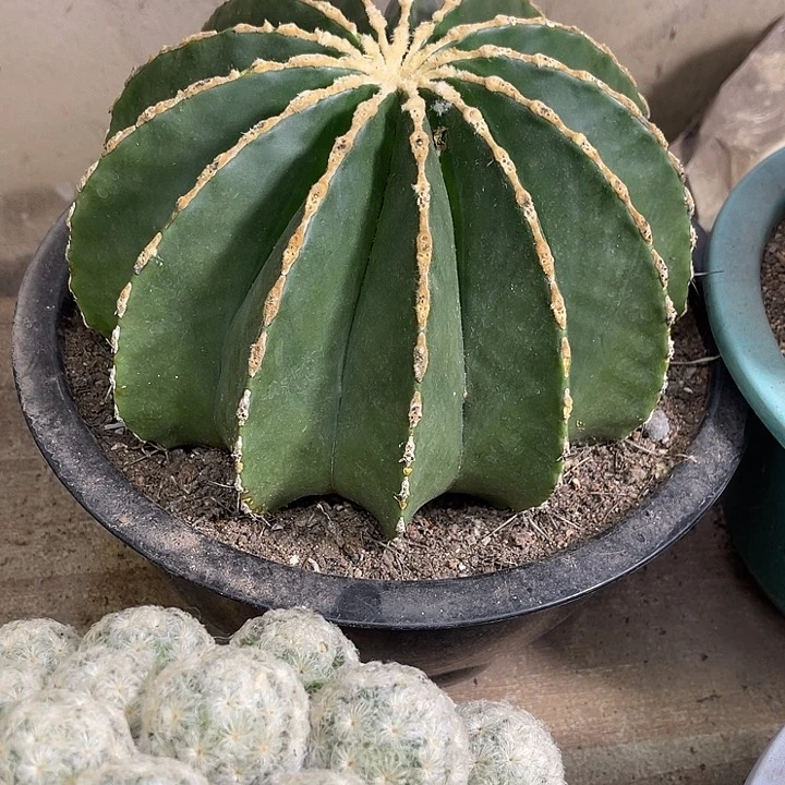 仙人球开花仙人球上