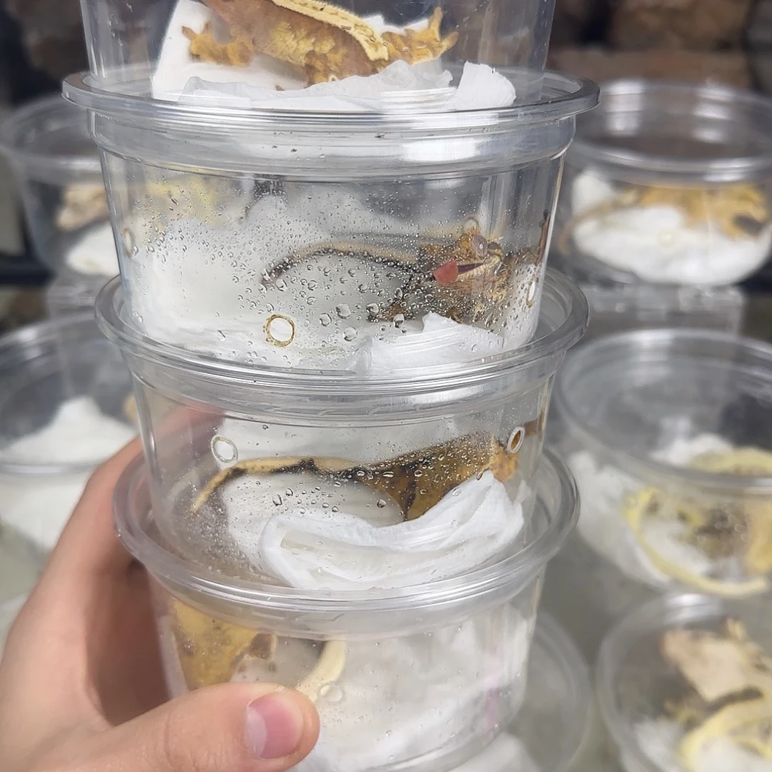 睫角守宫奶油四选一