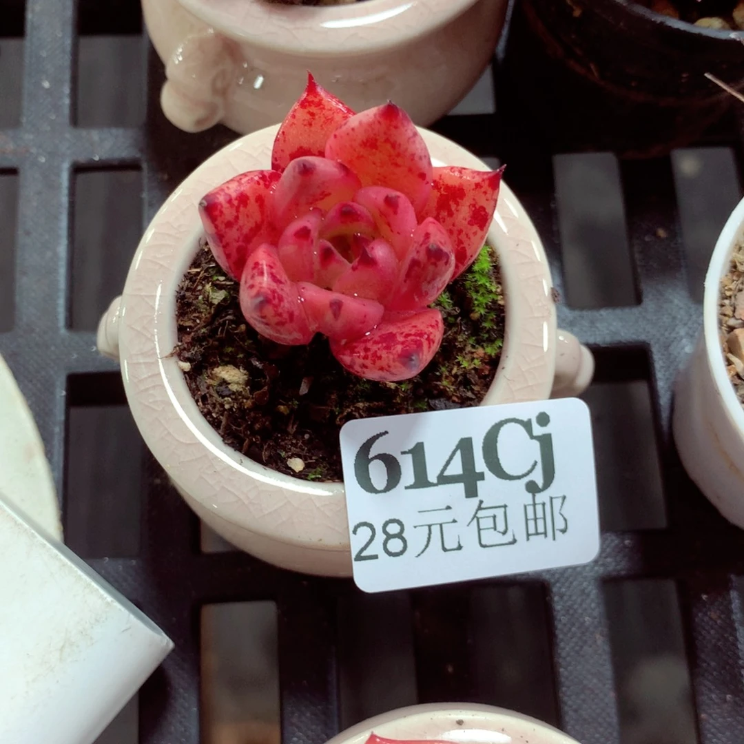 5厘米盆精控多肉614