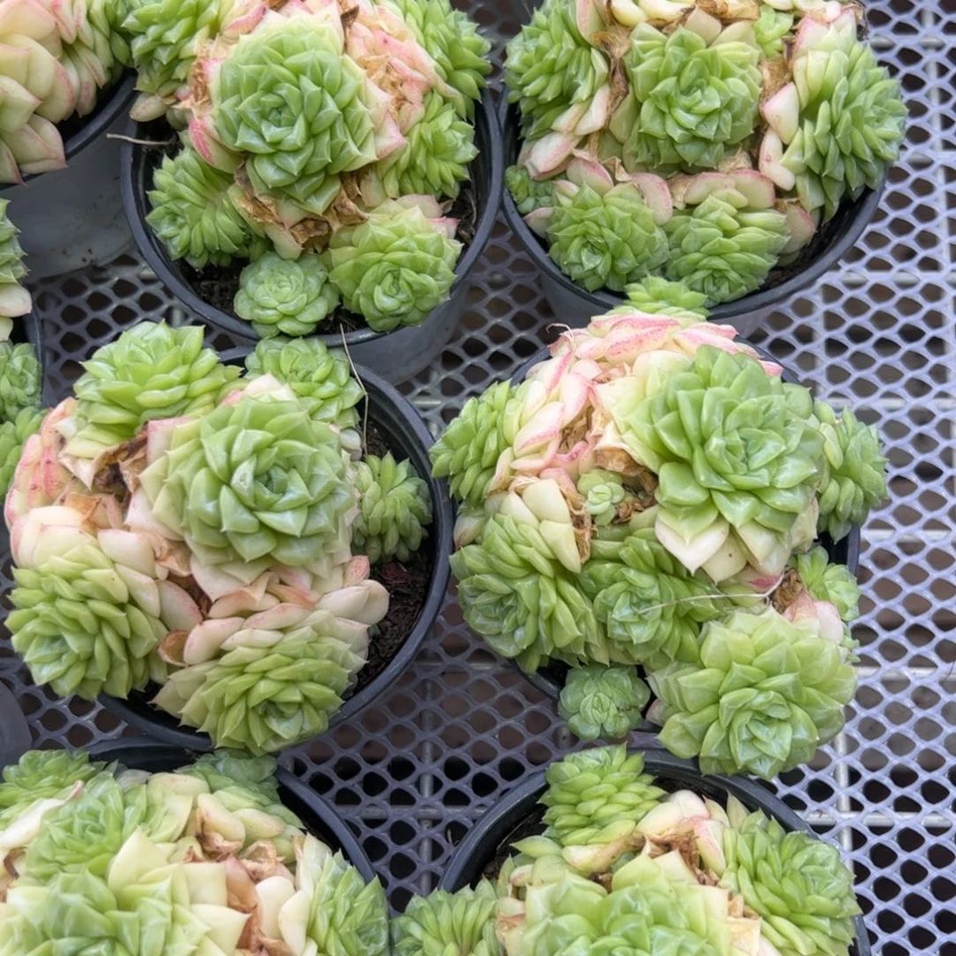 白天鹅群生多肉植物精品