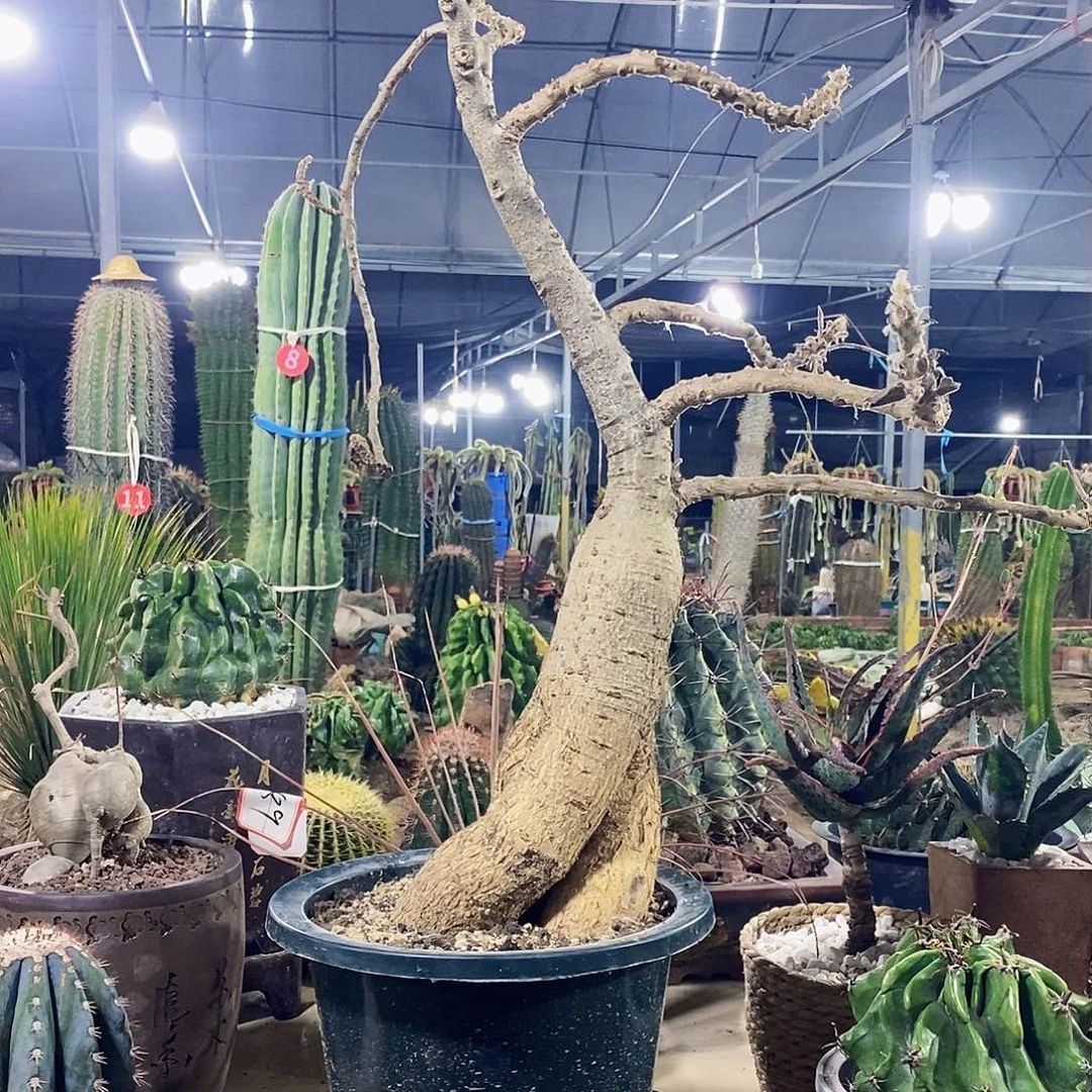 爱***儿000000000000000000