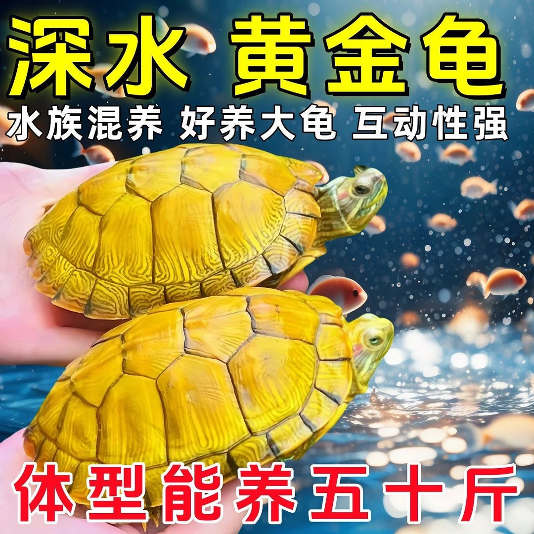 【招财黄金】家养小乌龟好养活情侣大水乌龟宠物观赏乌龟活宠