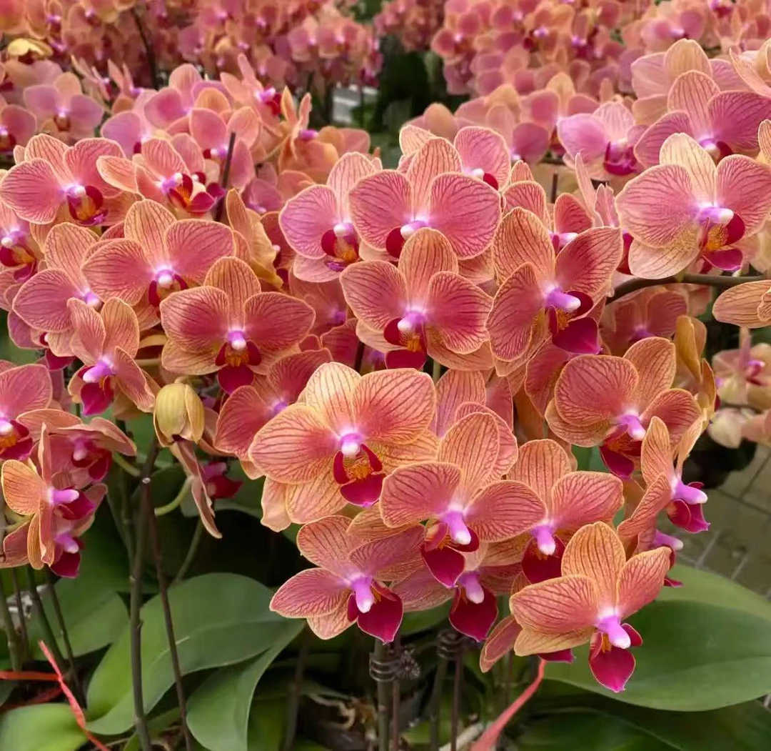 蝴蝶兰【金元宝】 年宵花 室内花花 广州基地直发