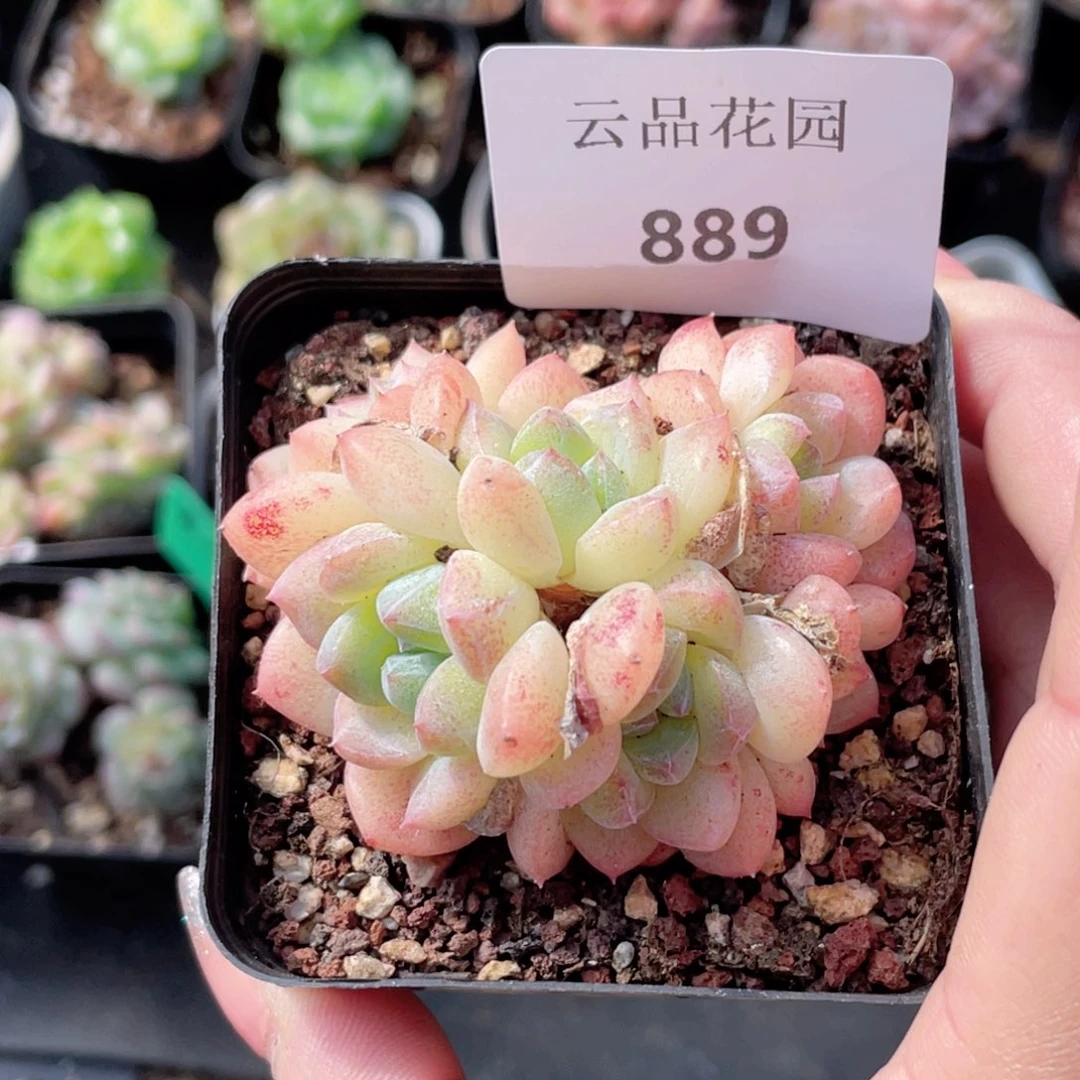 889号糖心冰心珍妮