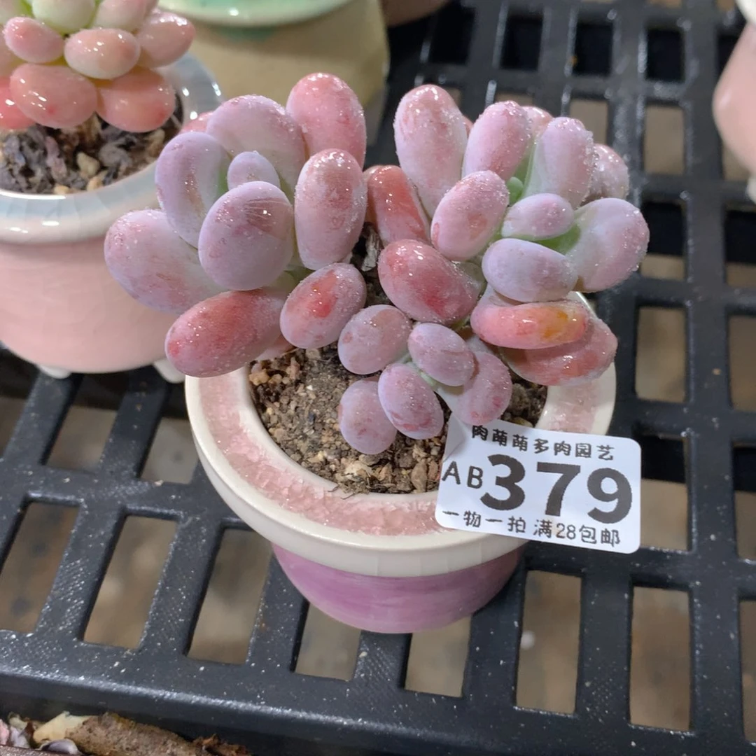 肉萌萌拇指盆精控多肉AB379
