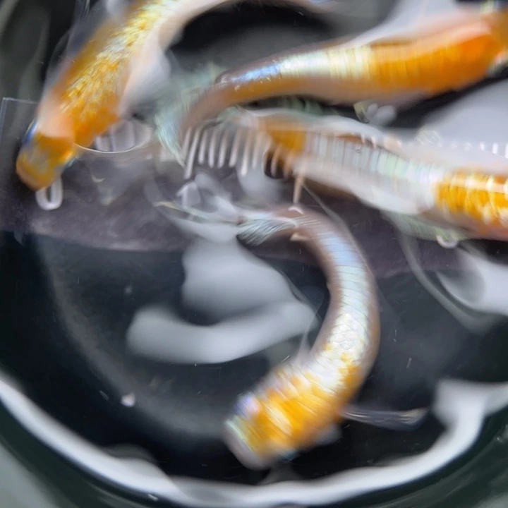 海水鱼红白赤壁5号