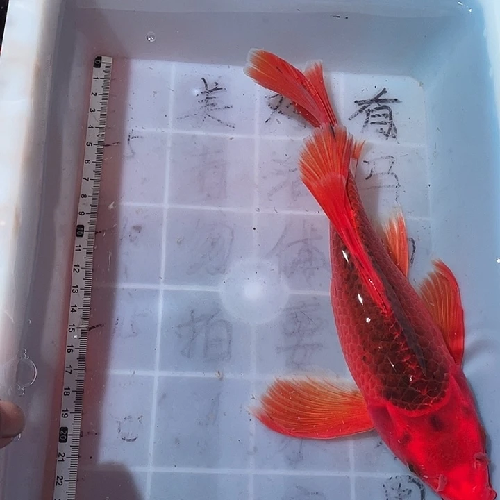 蝴蝶鲤鱼渔场直发30