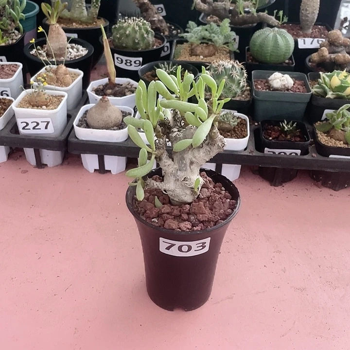 703卡拉菲厚墩菊块根