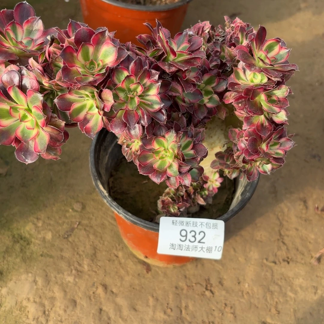 932香奈儿缀化多肉植物法师