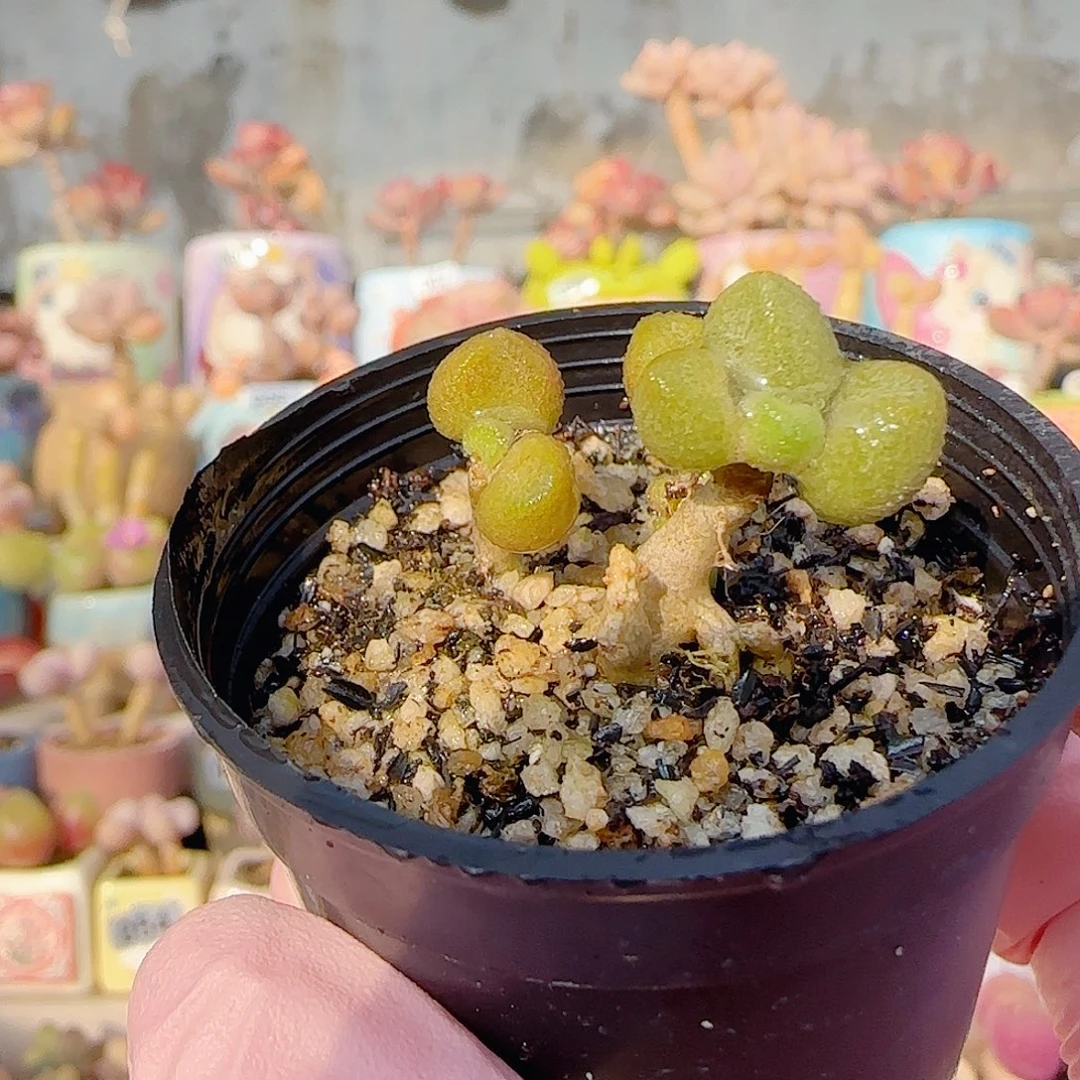 双头银之卵 盆口3cm