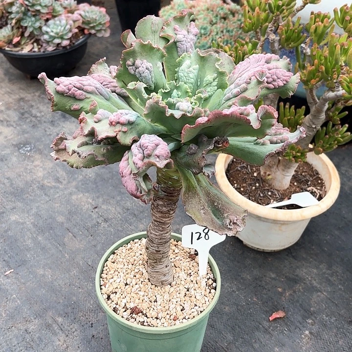 多肉植物，嘉年华128号