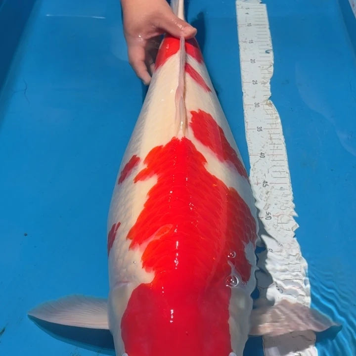 锦鲤大日红白专拍