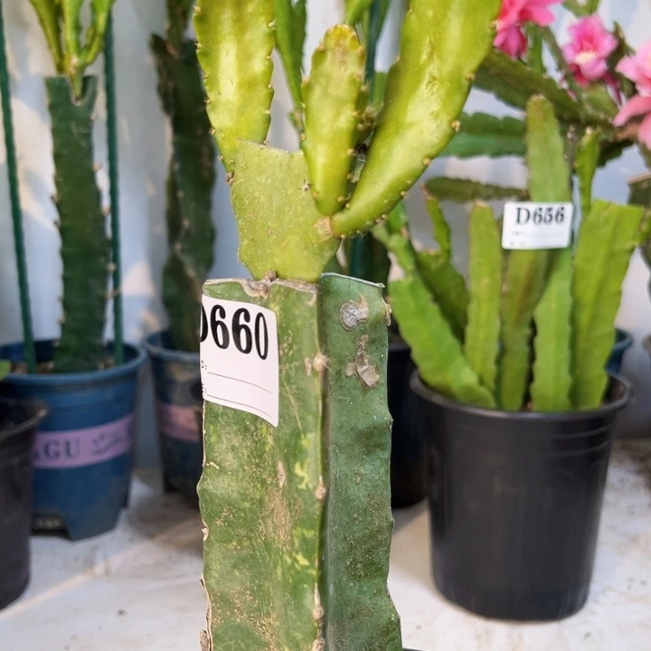 当前无花栽培后可以开花660