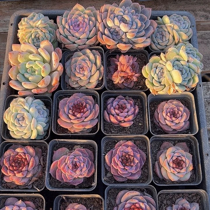 直播福利一物一拍93